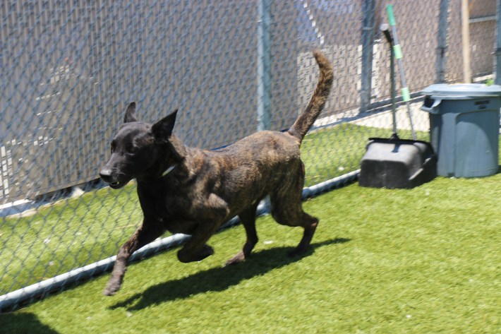 Rust, the eight-year-old Belgian Malinois, zooms around the patch of artificial grass before getting ready for his daily walk.