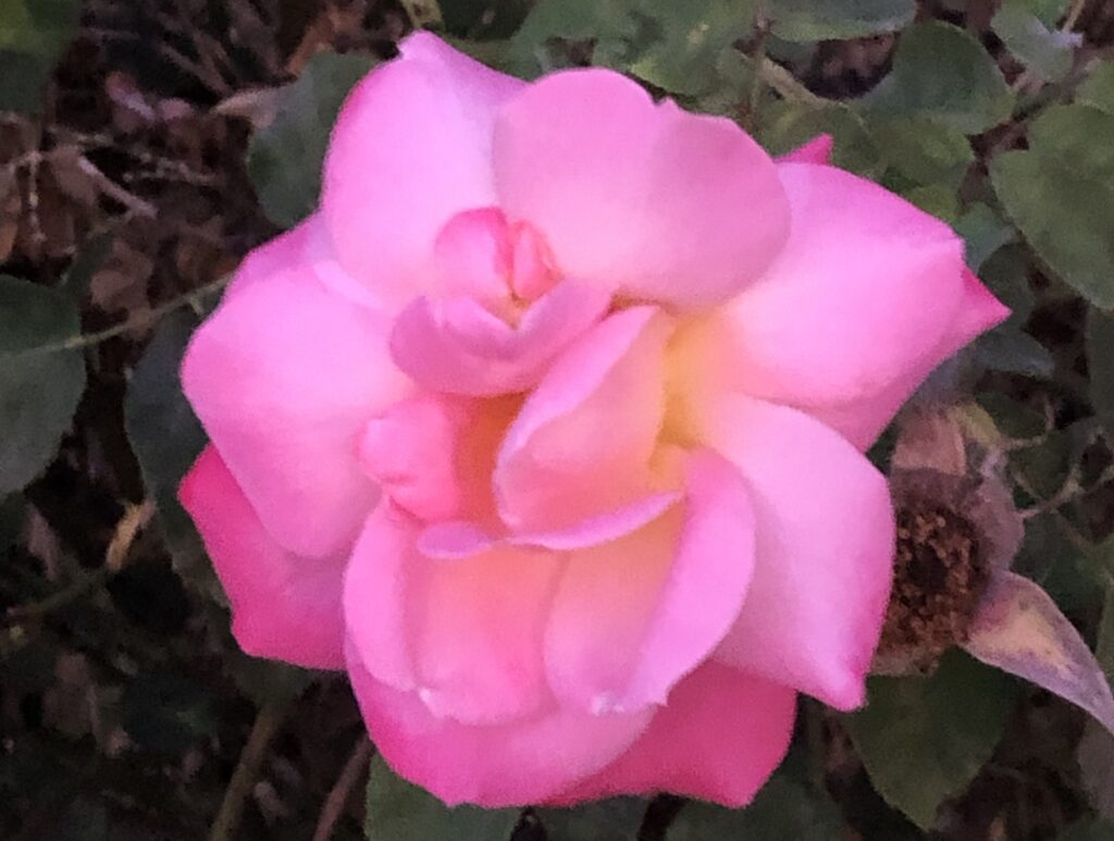 rose closeup cropped 1024x773 1