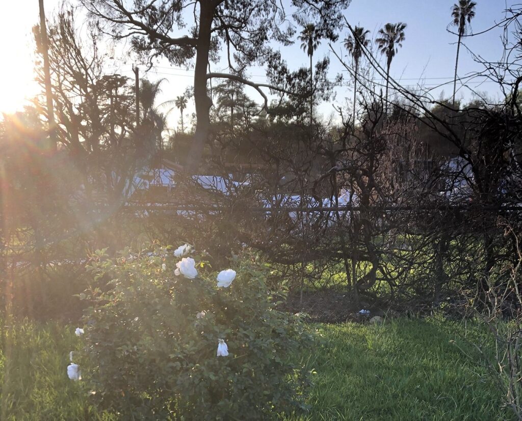 rose in front of rubble in sunbeam cropped 1024x827 1