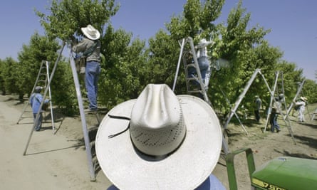 US food pesticides contaminated with toxic ‘forever chemicals’ testing finds 1 A foreman watches workers pick fruit in an orchard in Arvin, California.