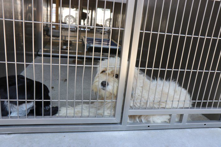 Pets Left Behind Due to L.A.’s ICE Raids Are Urgently In Need of New Homes 6 Toby, a two-year-old Apso mix, is temporarily separated from his sister and lies in his enclosure.
