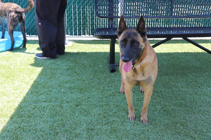 Pets Left Behind Due to L.A.’s ICE Raids Are Urgently In Need of New Homes 2 Canela, the five-year-old Belgian Malinois, was brought in with her brother Rust.