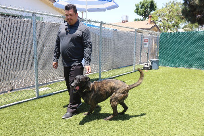 Pets Left Behind Due to L.A.’s ICE Raids Are Urgently In Need of New Homes 5 Joseph Navarrete, manager for the Downey Animal Care Center, attends to Rust, one of the dogs impacted by the ICE raids.