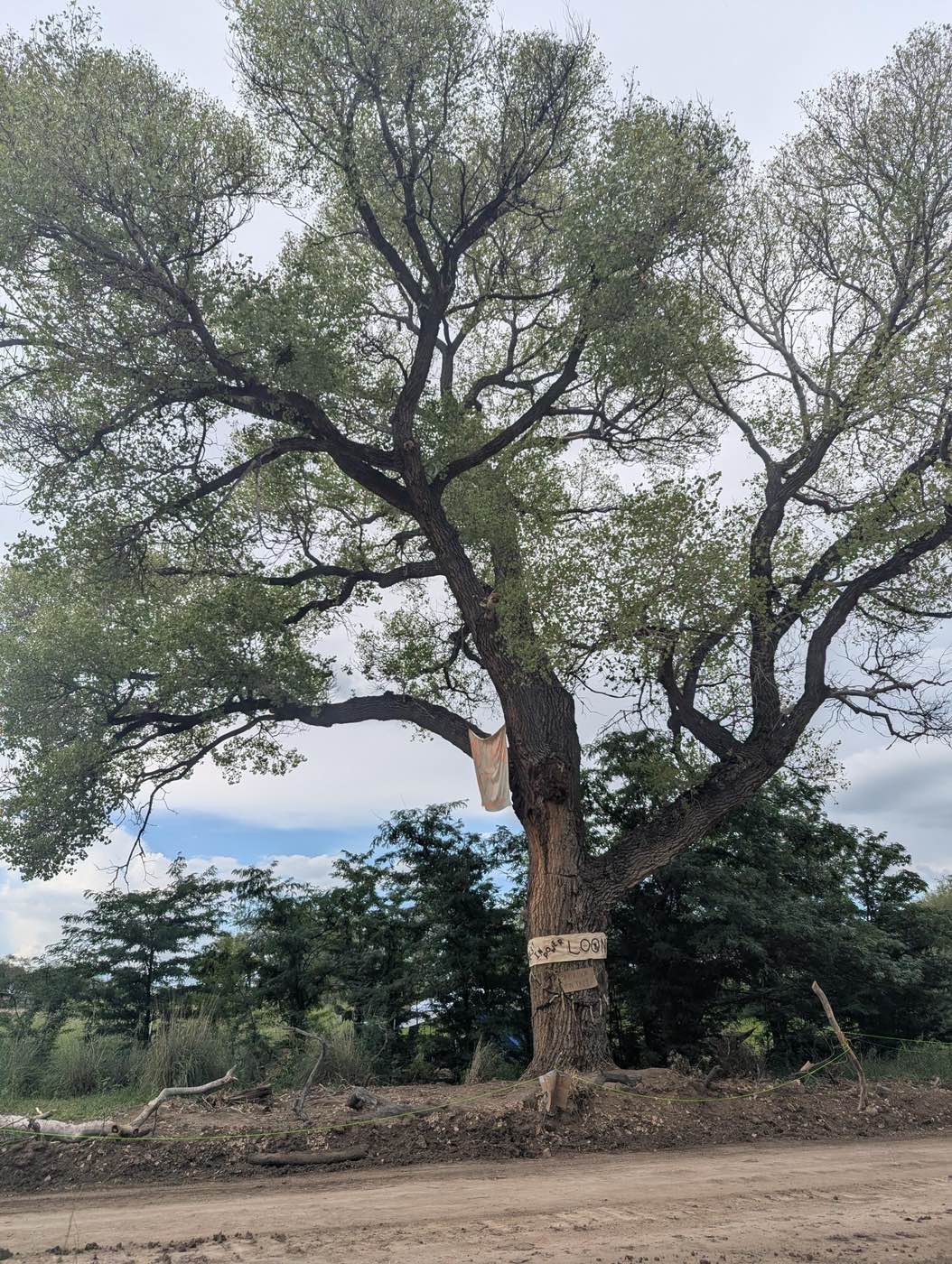 The Border is an Open Wound : A Tree Sit in Lochiel, Arizona Halts Border Wall Construction 11 image