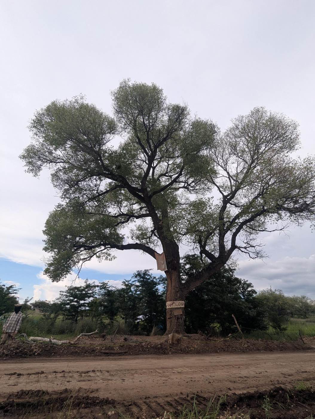 The Border is an Open Wound : A Tree Sit in Lochiel, Arizona Halts Border Wall Construction 12 image