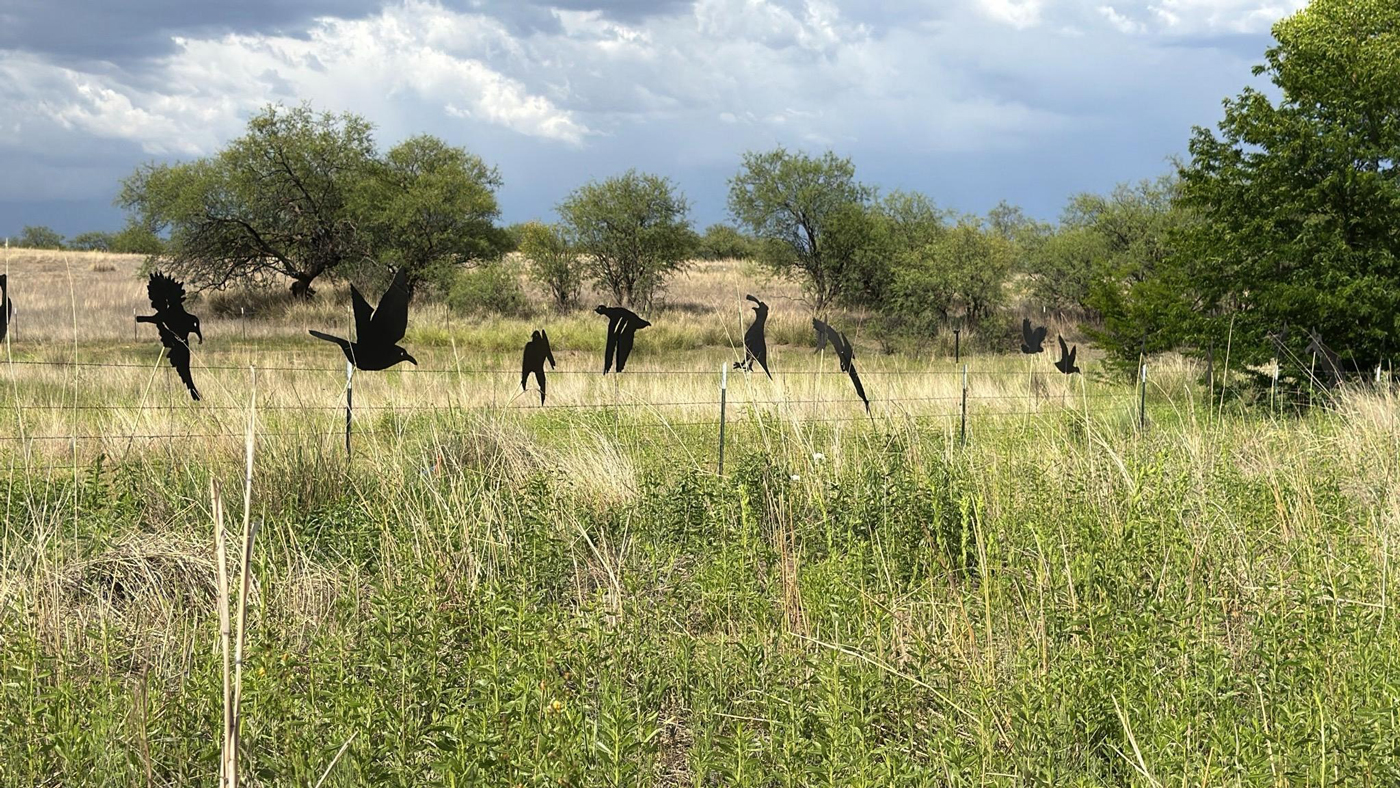 The Border is an Open Wound : A Tree Sit in Lochiel, Arizona Halts Border Wall Construction 7 image