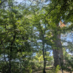 The Border is an Open Wound : A Tree Sit in Lochiel, Arizona Halts Border Wall Construction